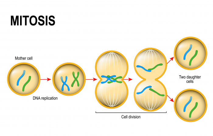 Image of cell undergoing mitosis